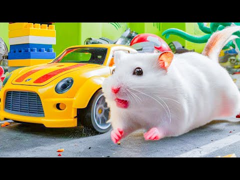 🛑 Hamster Maze with Colorful Traps 🐹 Best Compilation OF Mr Hamster #83