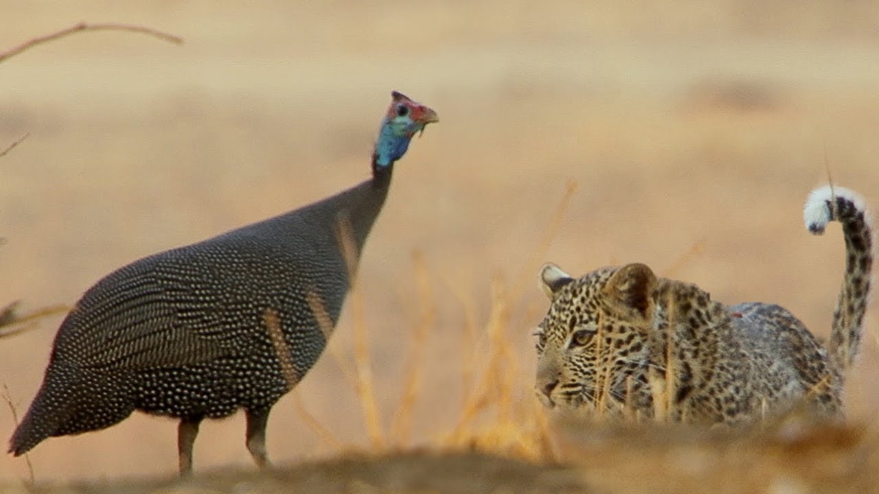 Leopard Cub Learns How To Hunt BBC Earth