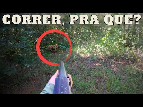 TIR0 E QUEDA! - CONTROLE DE JAVALI - JAVALI BRASIL