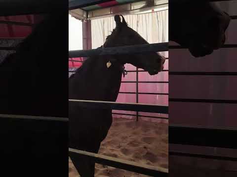 Pushkar mele ka jabardast horse 🐎🐴 Australian ghoda #australian