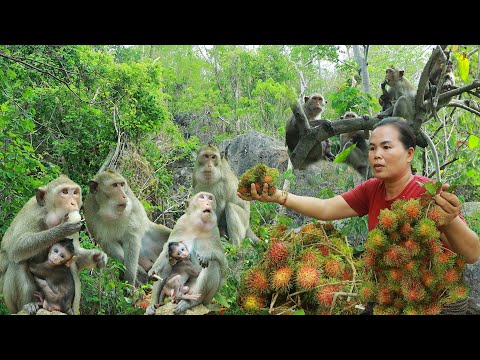 survival in the rainforest-found rambutan for eat & eat with monkeys