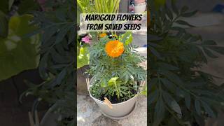 The Results Of My Saved Marigold Seeds