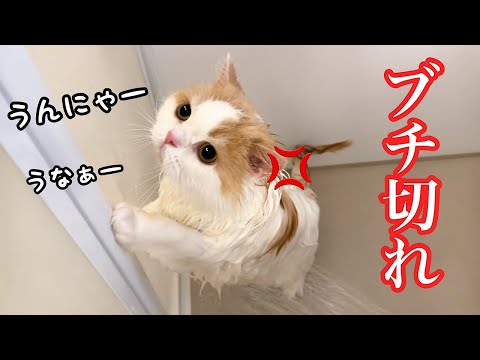 久しぶりにシャンプーしたら愛猫が大泣きで大変なことになりました..