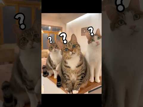 猫のかわいさと癒しの魅力をお届け｜癒し系動画で猫の魅力を満喫 サムネイル