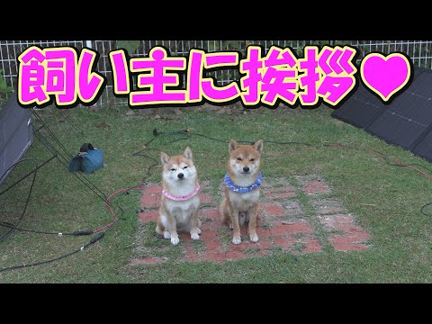 【防災キャンプ】朝、テントから出ると姉柴犬と子犬が並んでいる姿に癒されました