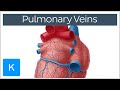 Understanding Pulmonary Veins Functions