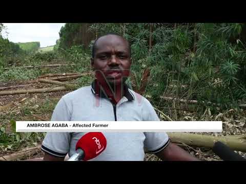 YouTube video thumbnail:  Tree Farmers Cry Foul As NFA Clears Forest for Oil Pipeline