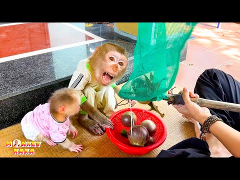 Monkey Kaka and Monkey Mit enjoy fruit in their mom's hometown