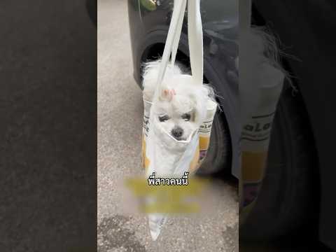 ถ่ายแมวอยู่ดีๆ ดันเห็นอะไรบางอย่าง ep.2