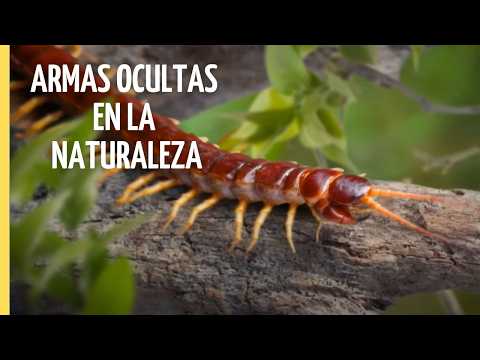 Las Armas Más Letales del Reino Animal: Veneno y Trucos Mortales | Episodio Completo