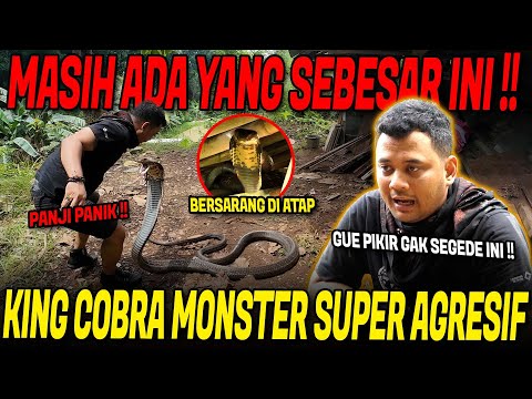 RESCUE MONSTER KING COBRA BESAR YANG MASUK GUDANG PENYIMPANAN KAYU