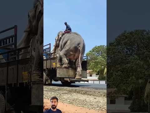 Offloading an elephant from truck || #youtubeshorts #viral #trending #elephant #shortfeed #nature