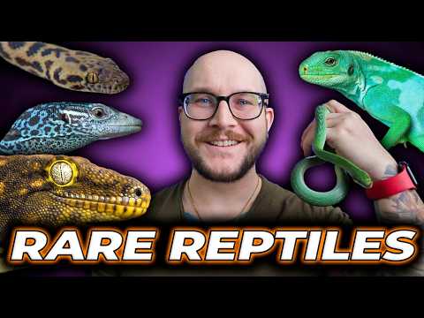 I’ve Never Done This Before! Breeding HUNDREDS of Reptiles and YOU Can Have Them!