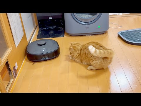 ロボット掃除機vs 猫