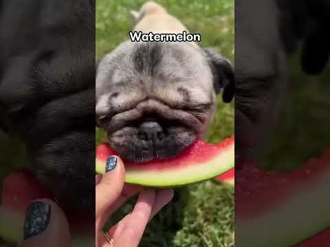 PUG! #shorts #short #viral #cute #dog #viral #funny #shortvideo #viralshort #viralvideo #video #pug