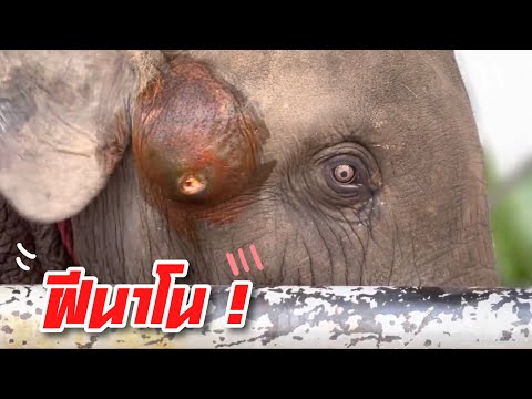 ช่วยกันจับนาโนล้างแผล