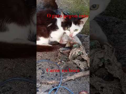 gato pegou rato
