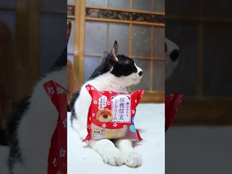 猫の動画サムネイル - 桔梗信玄シュークリーム　250530 #cat #ねこ #猫のいる暮らし #ネコ #ネコ #cute #kitty #kitten　#のせ猫 #猫のいる生活