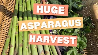 HUGE Asparagus Harvest from my Backyard Garden!