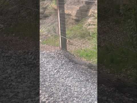 Red Fox Den Near Railroad Tracks #redfox #vixen #foxkit