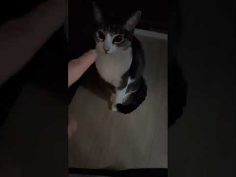 朝は指舐めから始まる猫🐱 - Good morning - #shorts #cat
