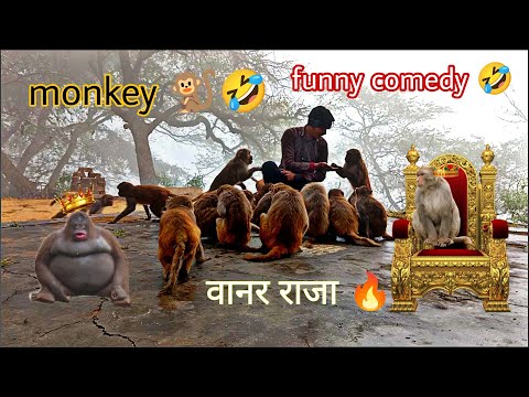 monkey rani, funny animal's #monkey 🐒🤣#funny_animals