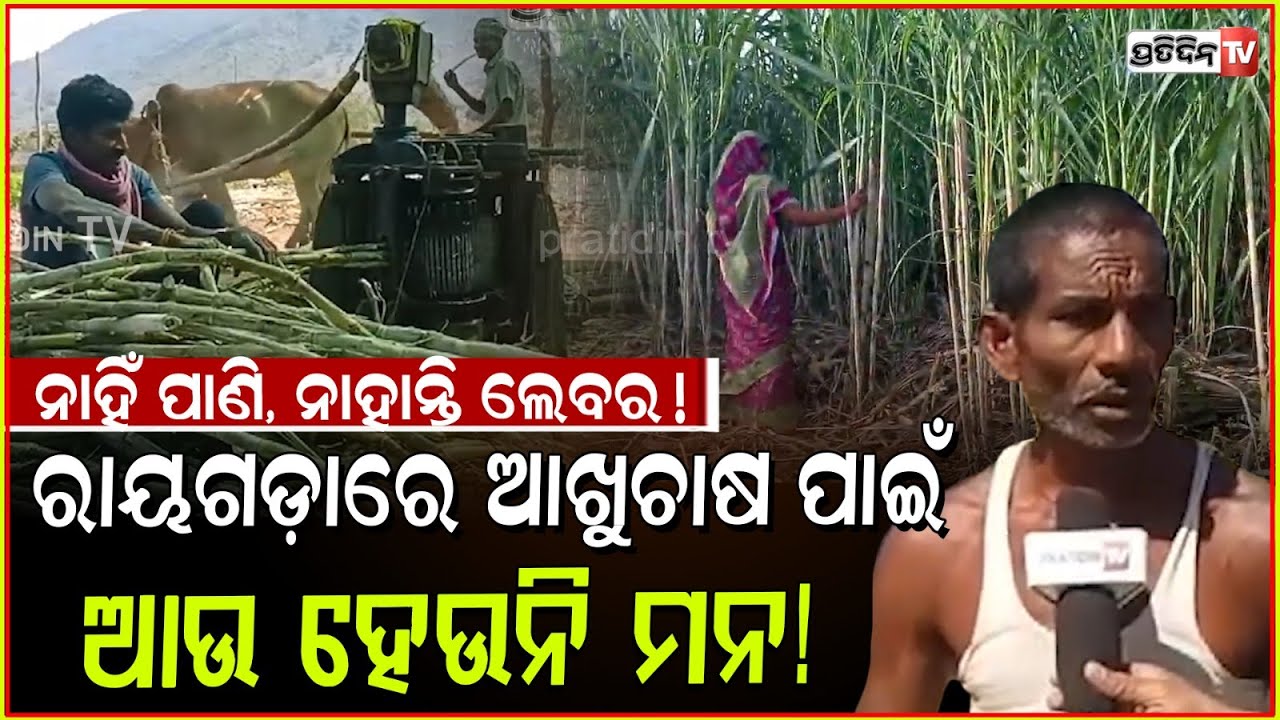 ରାୟଗଡ଼ା ଆଖୁଚାଷ ପାଇଁ ଆଉ ହେଉନି ଚାଷୀର ମନ! Lack of water and labour affects sugarcane farmers, Rayagada.