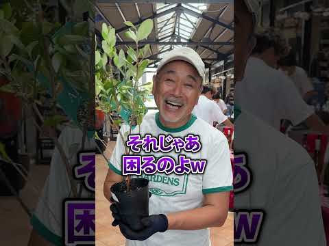 【フェイジョア編】庭のプロに植物について詳しく聞いてみた【突撃インタビュー】