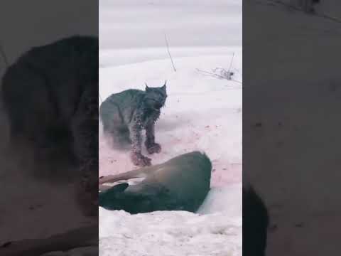 #shortvideo #animals #keşfet izle abone ol shorts