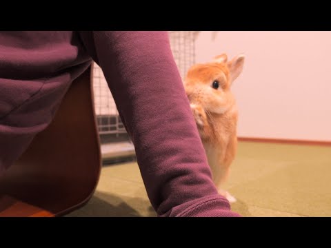 独りの散歩が寂しくて飼い主を誘ってくるムギが可愛かった【No.1573】