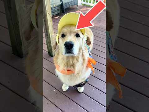 This Dog Got Rejected by Everyone 🐶💔 #dog #shorts