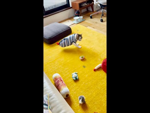 朗報!すごく甘えたい時の必殺技「エースの舞」をちゃんと撮影できました!