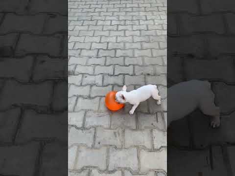 The little dog is the world's only iron ball player 🐕🪩👍 #short #enjoy