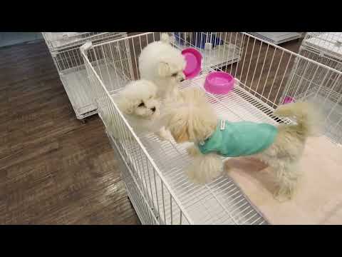 2025 Chó Phốc Sóc Mini 😍 Funny and Cute Pomeranian 😺🐶 | cute animals#302