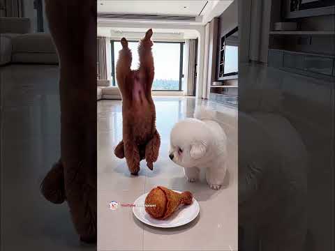 😂 Funny dance battle! Poodle’s clever chicken plan backfires! 🍗🐶 #shorts