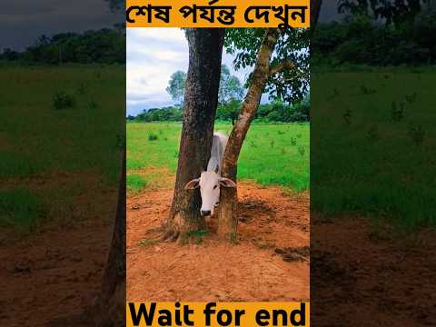 গরু টার জীবন বাঁচালো😭#shorts #facts