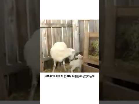 생각지도 못한 양치기견의 역할