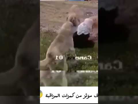 موقف مؤثر من كاميرات المراقبة #الأجر_والثواب_ #viralvideo #youtubeshorts