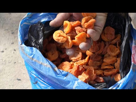 Tajikistan's apricot farmers grapple with climate change | AFP
