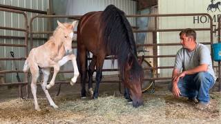 BORN WILD? Our New Foal Wants NOTHING To Do With Us!