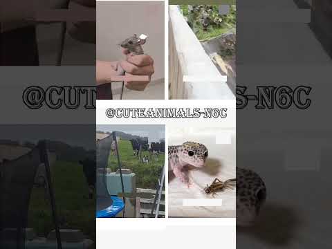 cute animals funny video trending shorts 🥰 #funnycomedyshort #cuteanimalsfunnyvideos #funnycomedy