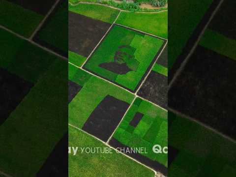 നെല്ല്പ്പാടത്ത് തീർത്ത മോദിജിയുടെ ചിത്രം | പാഡി ആർട്ട് | Paddy Art #modipainting #shortsfeed #shorts