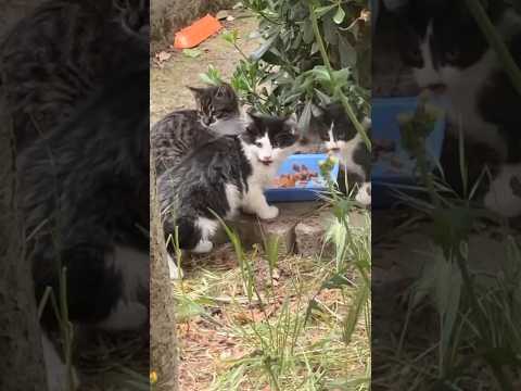 Homeless hungry cats are eating with pleasure in the garden.❤️ #shorts #cat #cats