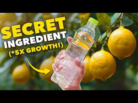 Citrus Masterclass: Grow in ANY Climate!