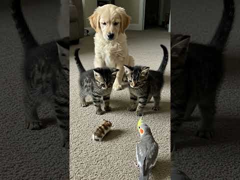 Which kitten is my friend? Hamster wonders 🐹🐾😵