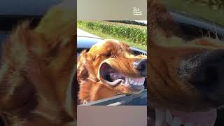 Look at those perfect teefies!! 🤣💨 🚗 (Via - Chloe C.) #Dog #GoldenRetriever #DogLife #HappyDog