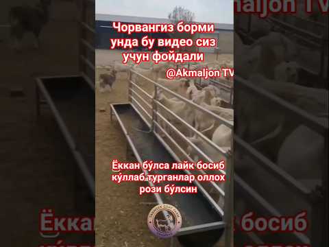 Мол ва ку́йлар учун охир 😱👍🇺🇿😂#@Akmaljon TV #quyboqish#buqaboqish #simental #sigirboqish #rek  #bull