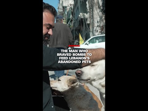 Meet the man who braved bombs to feed Lebanon’s abandoned pets