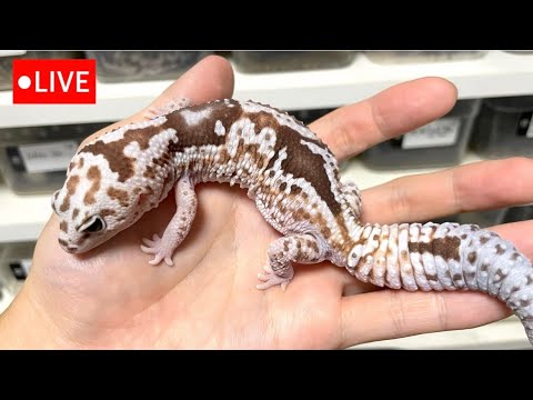 【メンテLIVE】ニシアフ【2025_No.23】