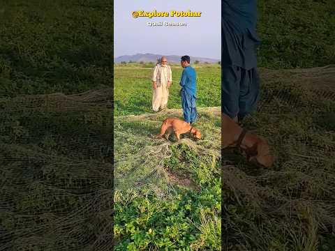 Quail Hunting Season | Batair ka Shikar | #viralshort @ExplorePotohar